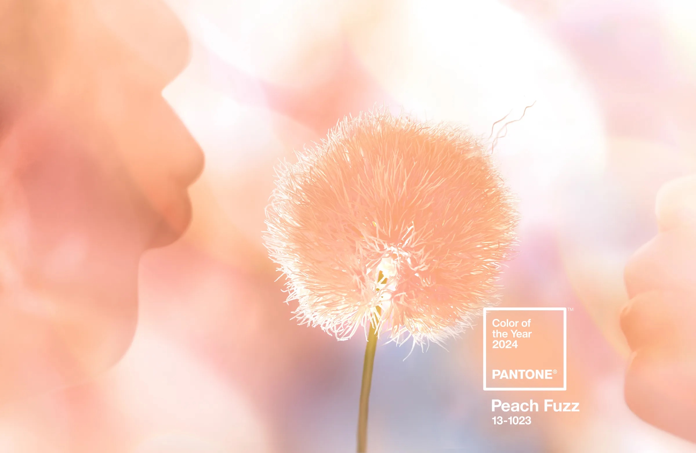 Pantone's 2024 Color of the Year: Peach Fuzz