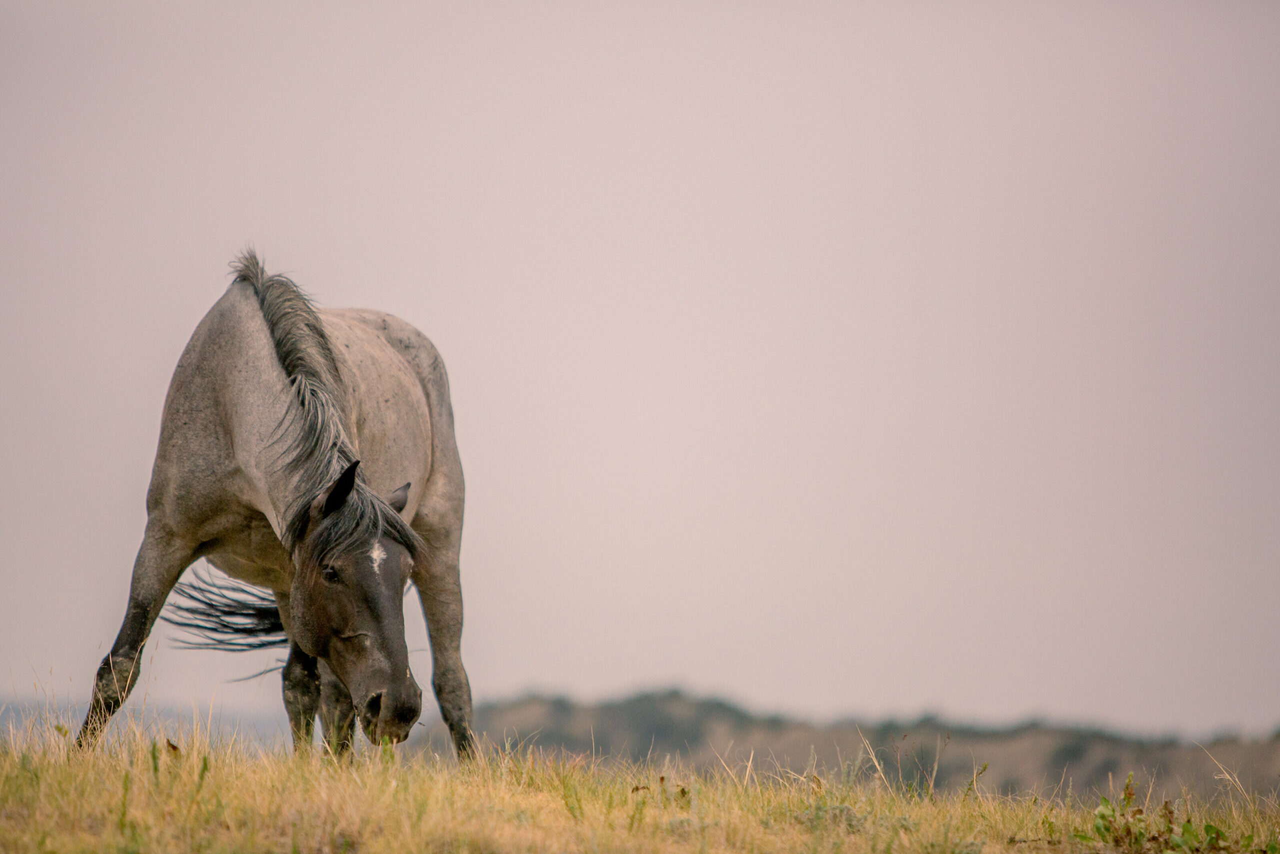 Mustang in Wyoming | Unbridled Form